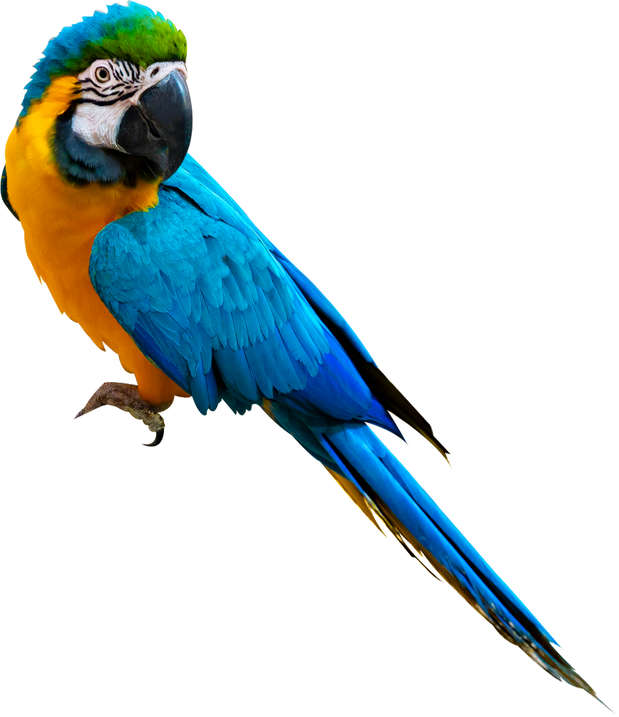 macaw parrot parakeet perching on isolate on transparent background PNG file